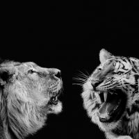 Brüllender Löwe und Tiger als Zeichen für Konkurrenz