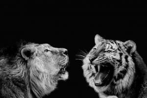 Brüllender Löwe und Tiger als Zeichen für Konkurrenz
